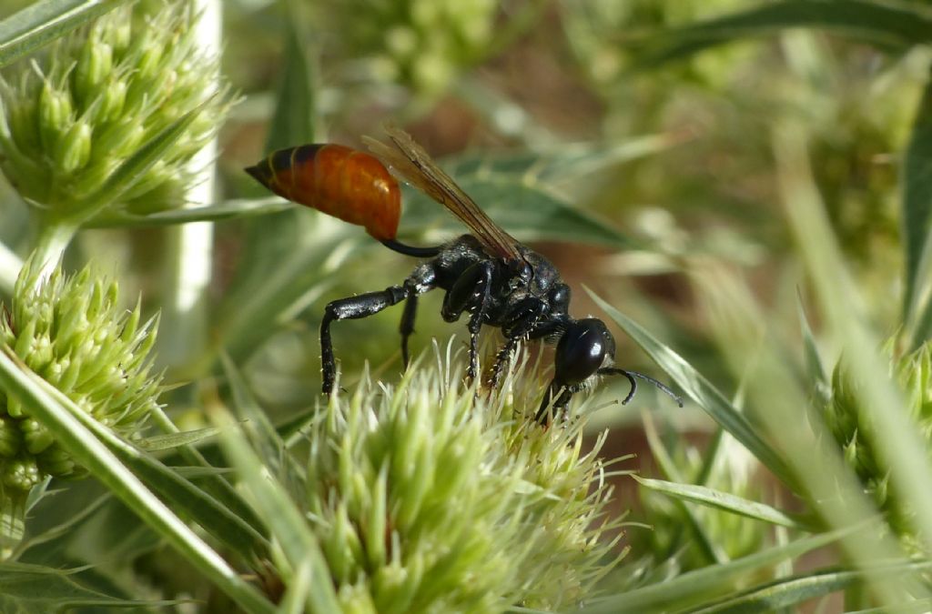 Prionyx sp.